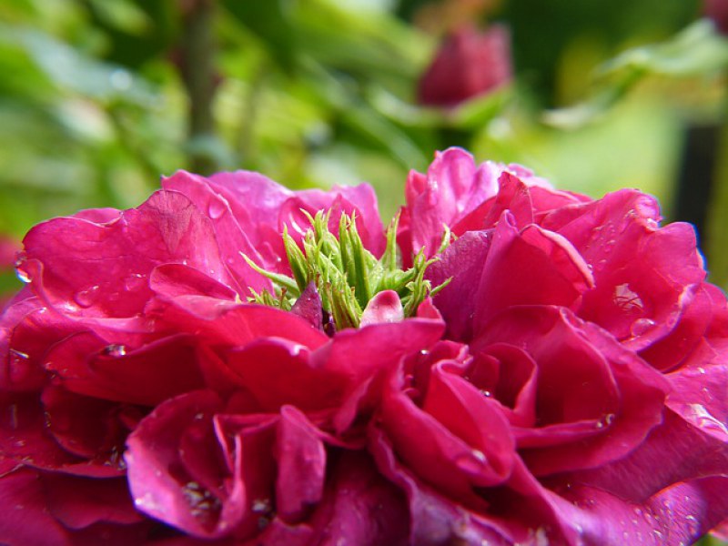 Olejek różany – idealny w kosmetyce, pomocny w bólu