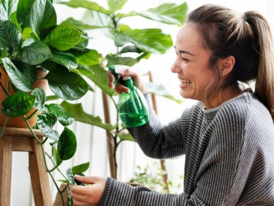 Rośliny w domu a wilgotność powietrza — kiedy pomagają, a kiedy szkodzą?